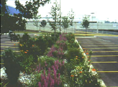 bioretention_parking_lot.png